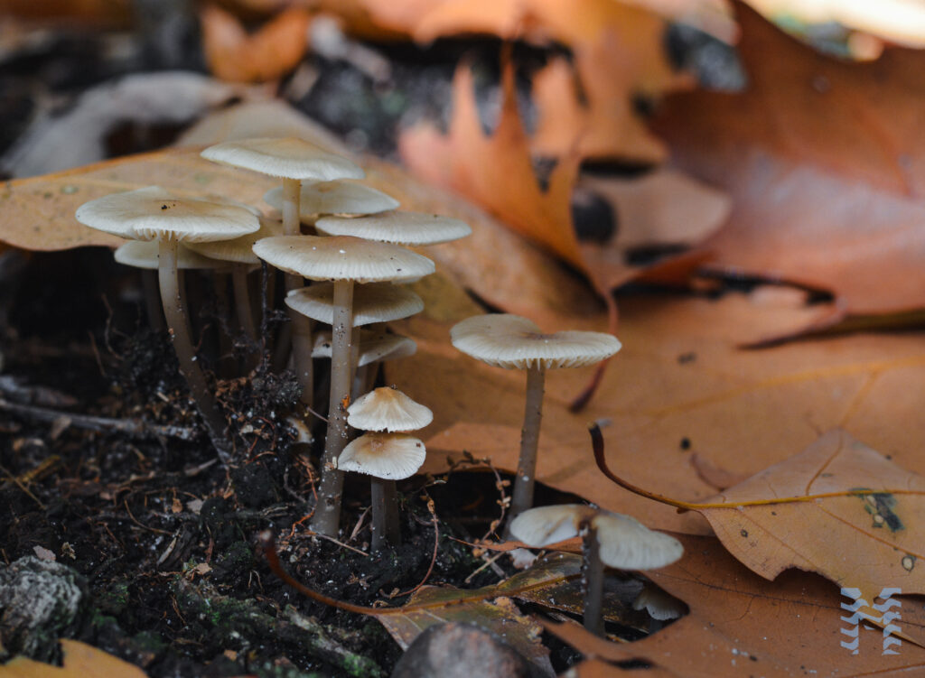 Paddestoelen