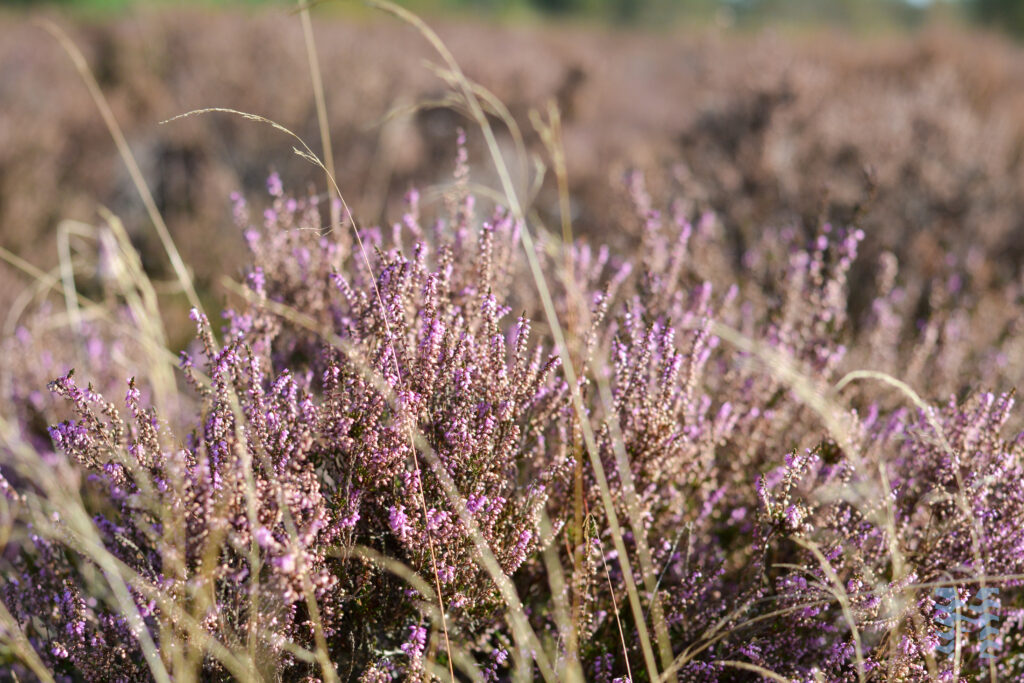 Bloeiende heide
