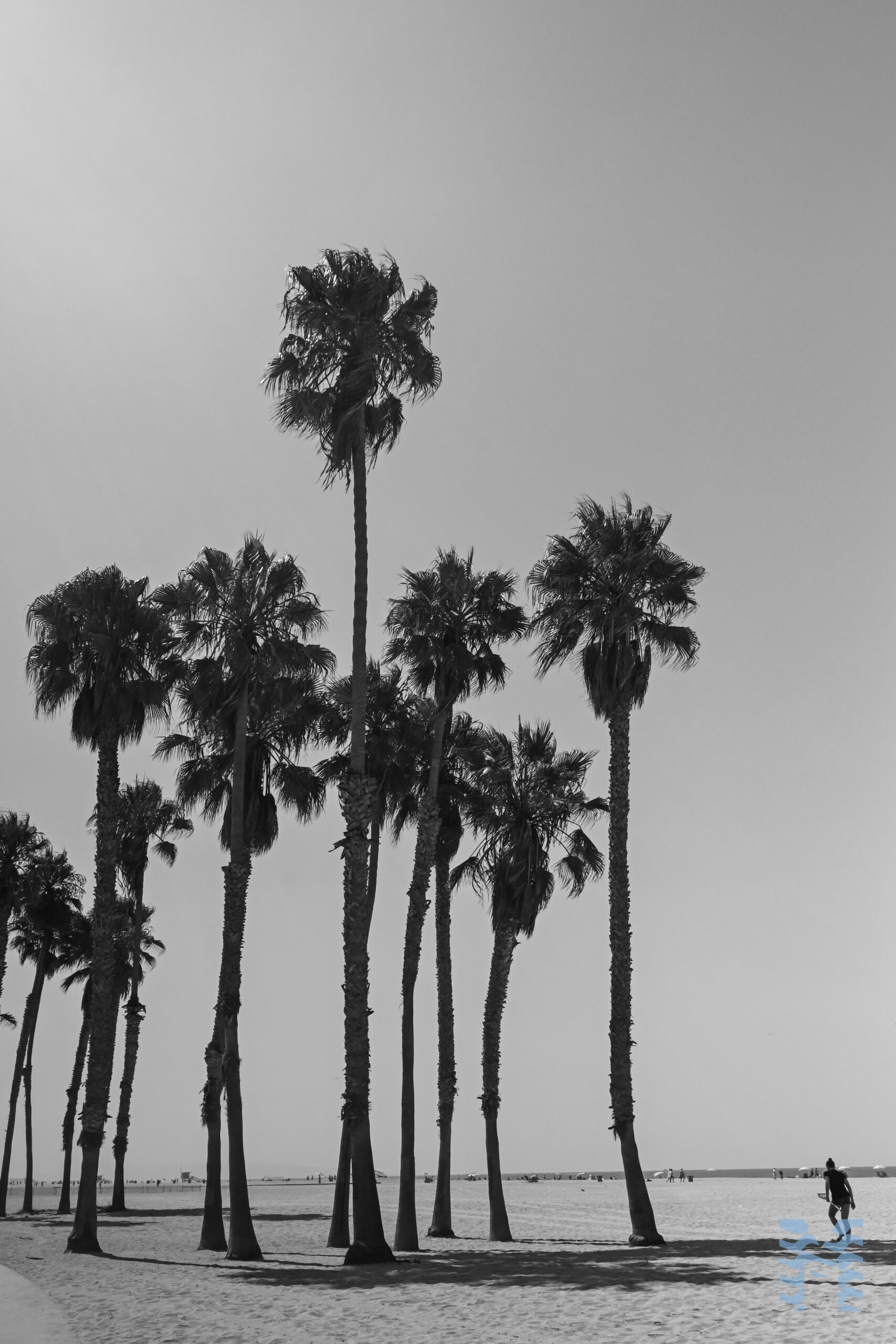 Venice beach